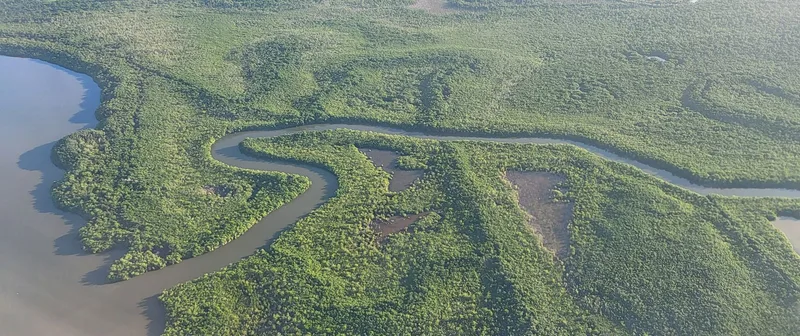 Forêt amazonienne Suriname