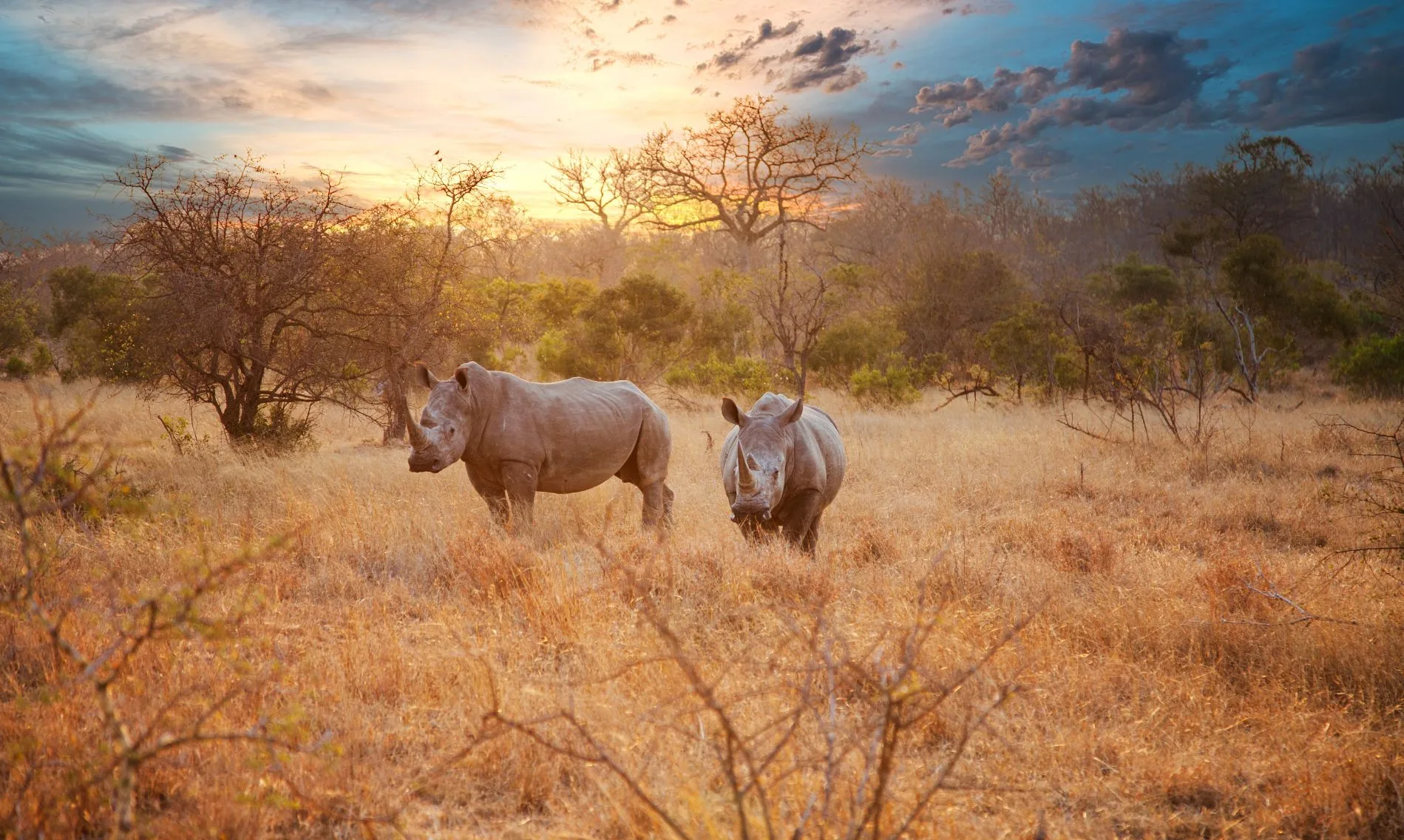 Two Rhinos, Kruger National Park