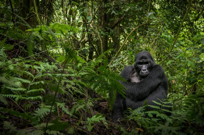The Border the Gorillas Ignore